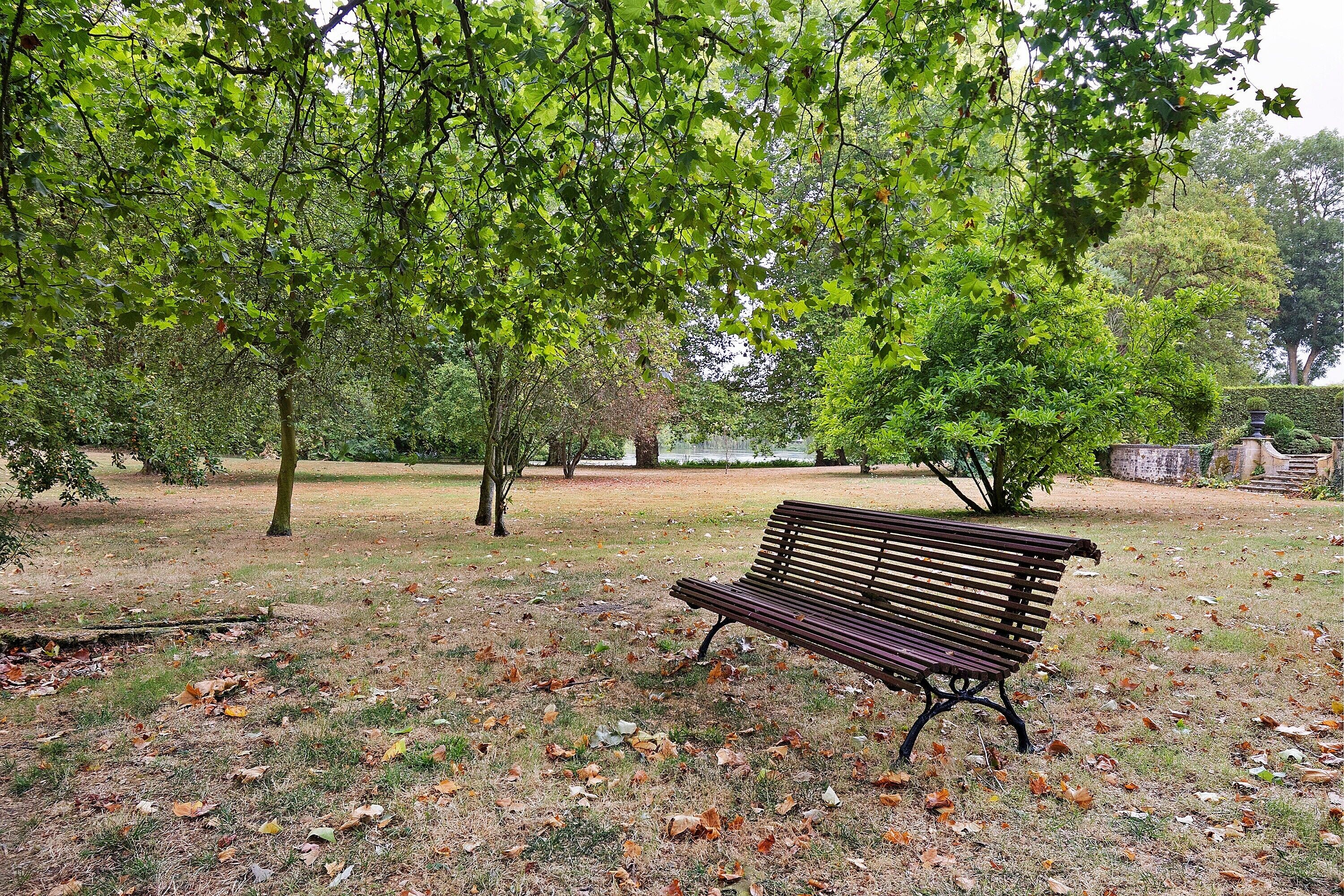 A park with a bench surrounded by trees and a grassy area with fallen leaves.