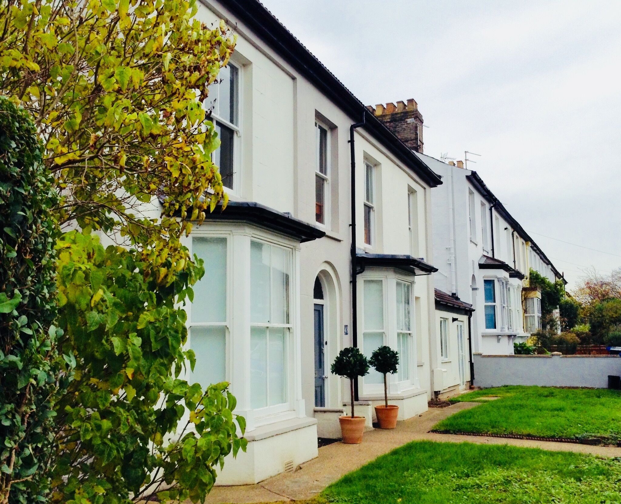 A row of white terraced houses with front gardens and a tree in the foreground.