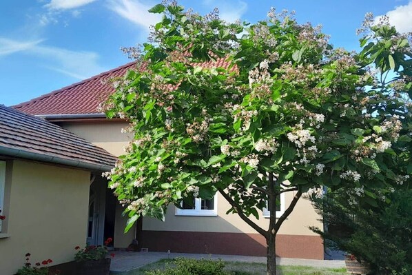 A house with a red-tiled roof, a window, and a tree with white flowers.