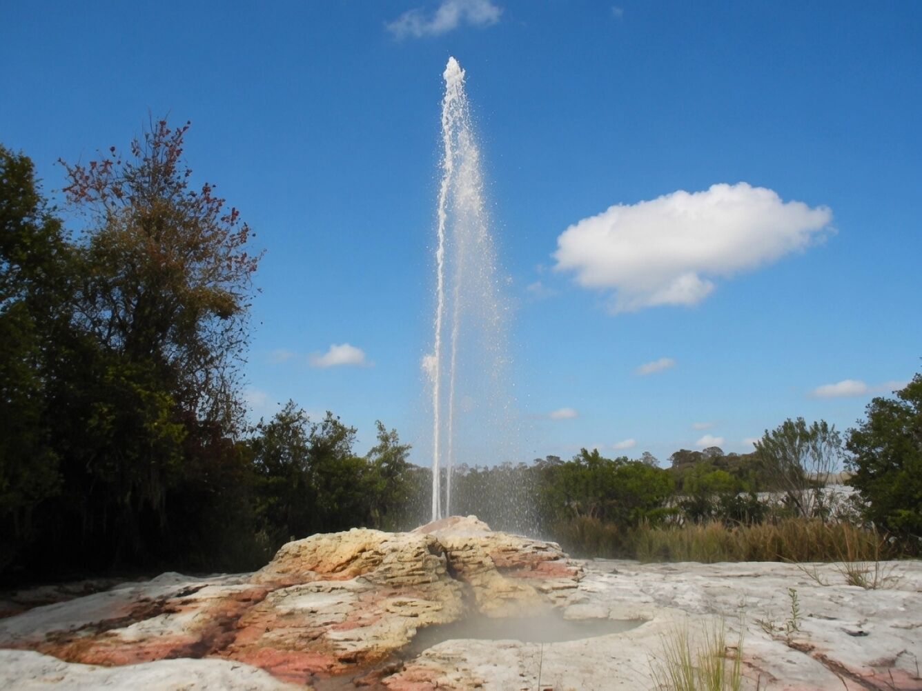 Un geyser naturel, avec un ciel dégagé et une végétation luxuriante tout autour.