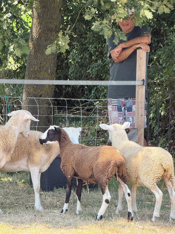 A fenced area with sheep and a person standing behind a wooden post.