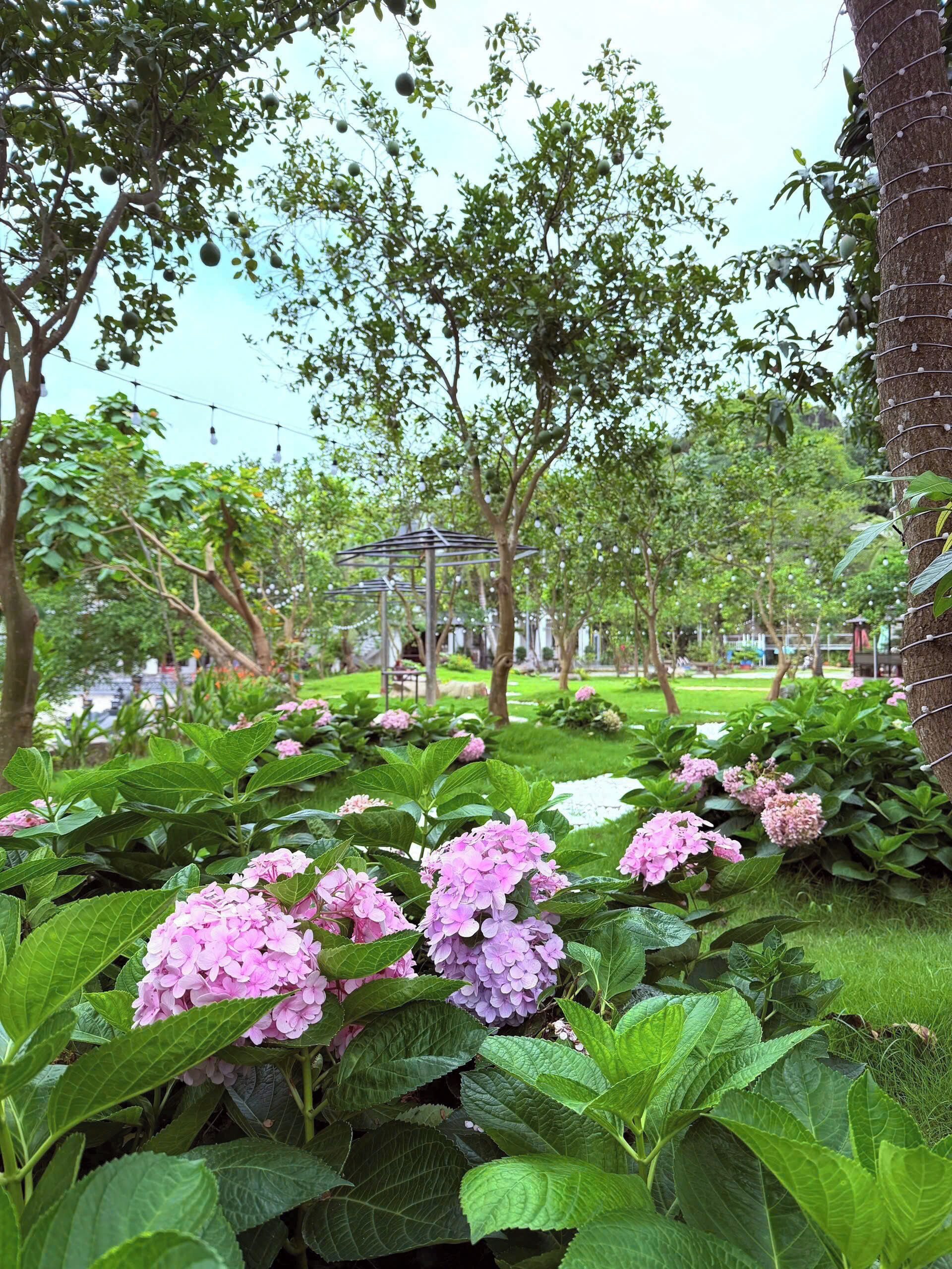 Ein Garten mit Hortensienblüten und einem Gazebo.