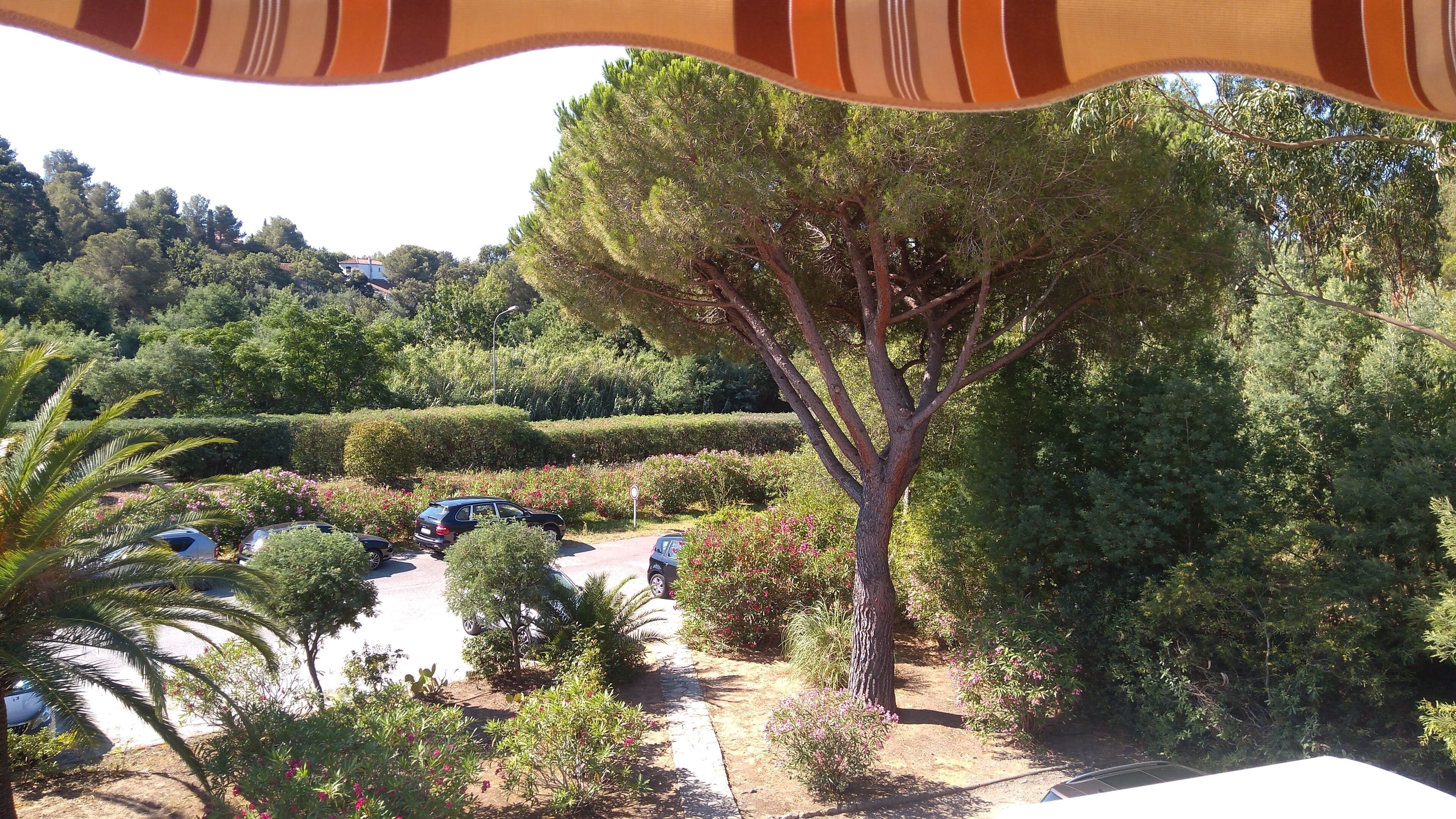 A garden with a variety of trees and shrubs, a paved path, and parked cars.