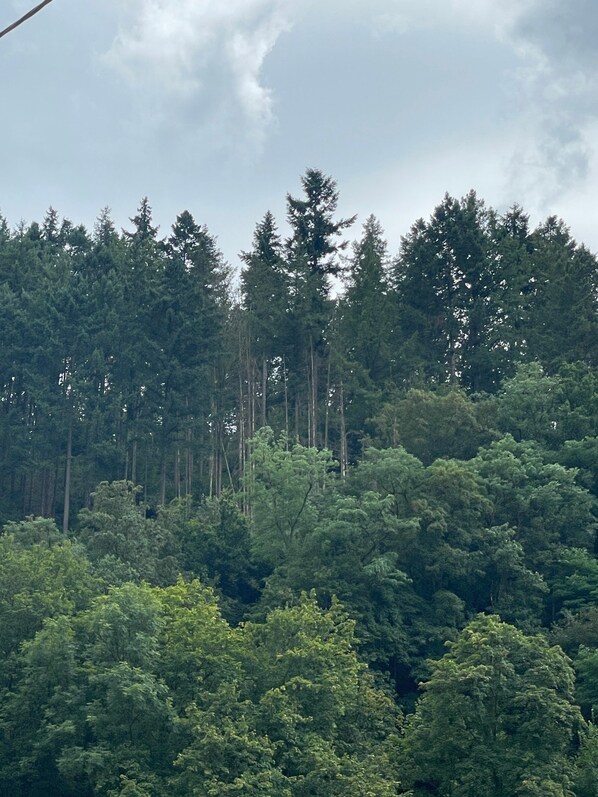A dense forest with tall trees and a cloudy sky.