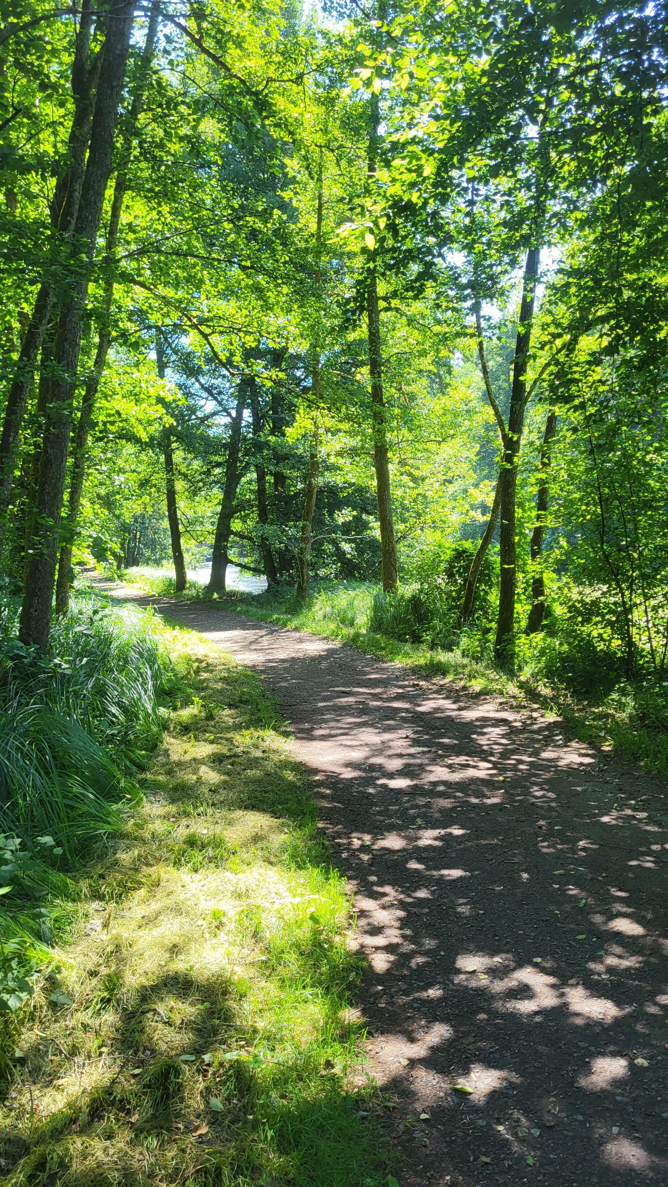 Ein von Bäumen gesäumter Weg durch bewaldetes Gelände.