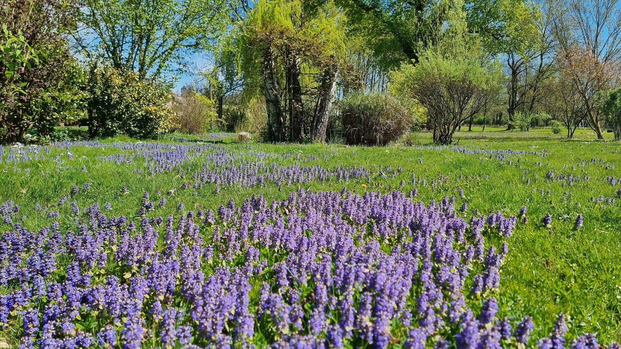 Een veld met paarse bloemen en bomen op de achtergrond.