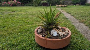 A potted aloe vera plant with seashells in a garden setting.
