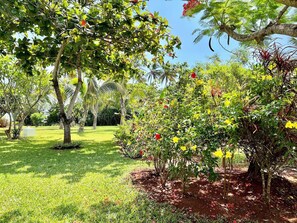 A lush garden with various trees and flowering plants.
