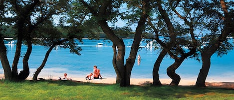 A beach scene with trees, a clear sky, and a calm sea.