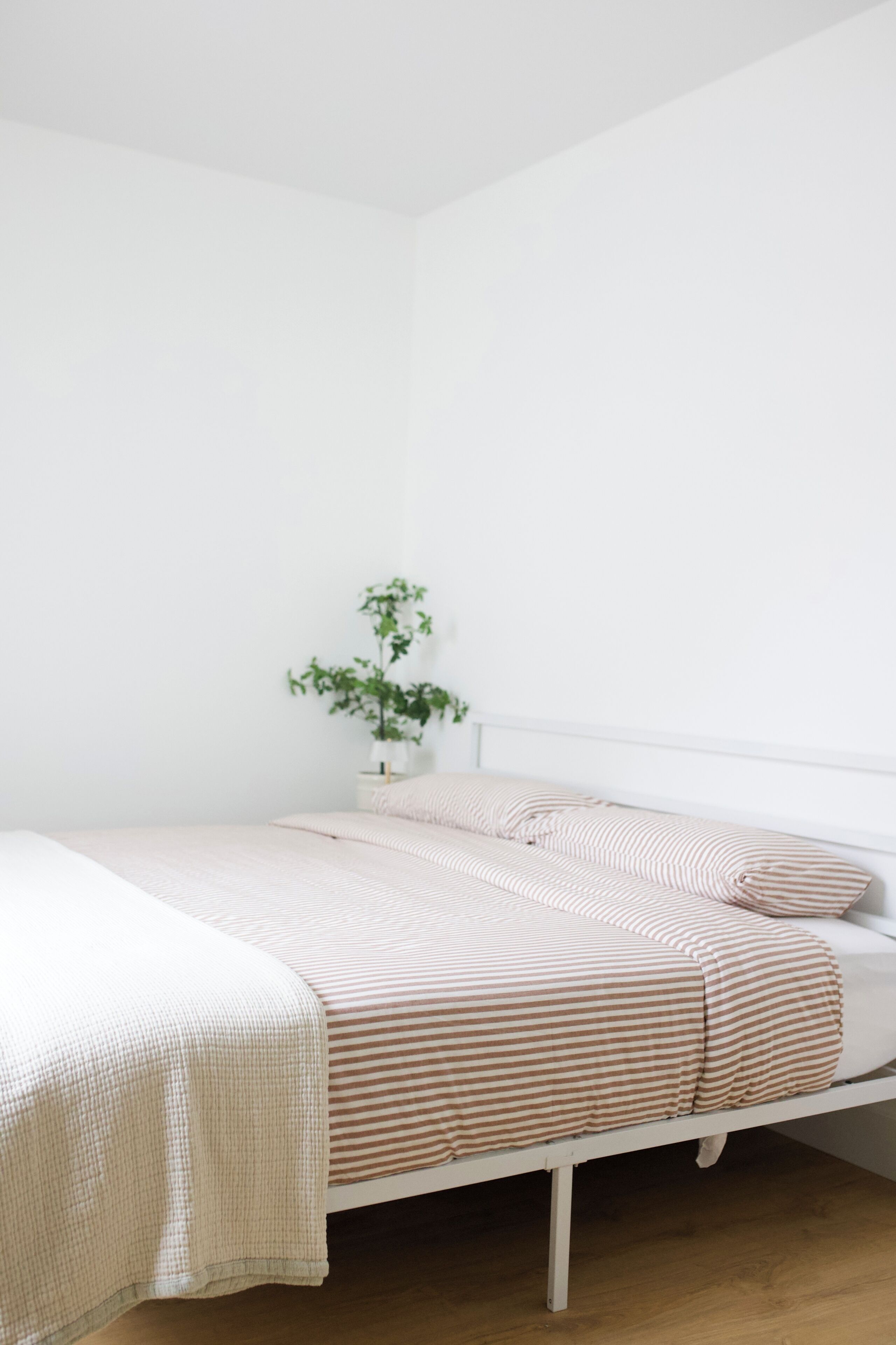 A single bed with a striped bedspread, a bedside table with a lamp, and a potted plant on the nightstand.