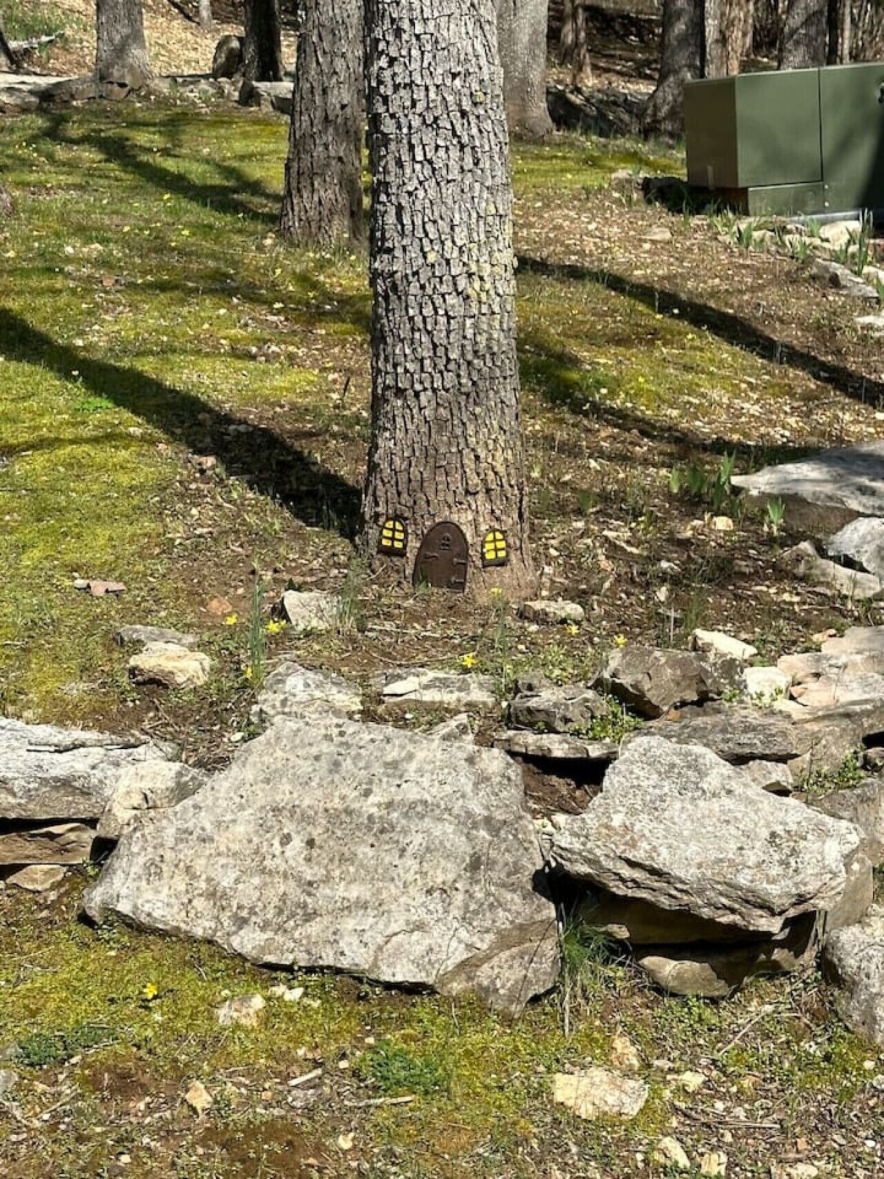 Un albero con una piccola struttura scura, simile a una porta, alla base, circondata da rocce e erba rada.