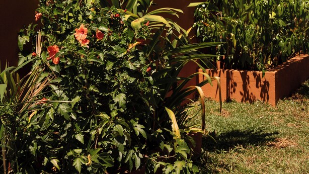 A garden with various plants and flowers, including large leaves and blooming flowers.