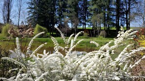 A serene landscape with a pond, white flowering plants, and a building with a green roof in the background.