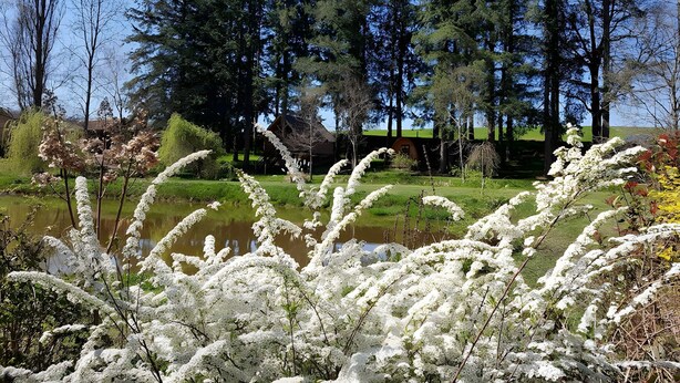 Uma paisagem tranquila com um lago, plantas brancas com flores e um edifício com telhado verde ao fundo.