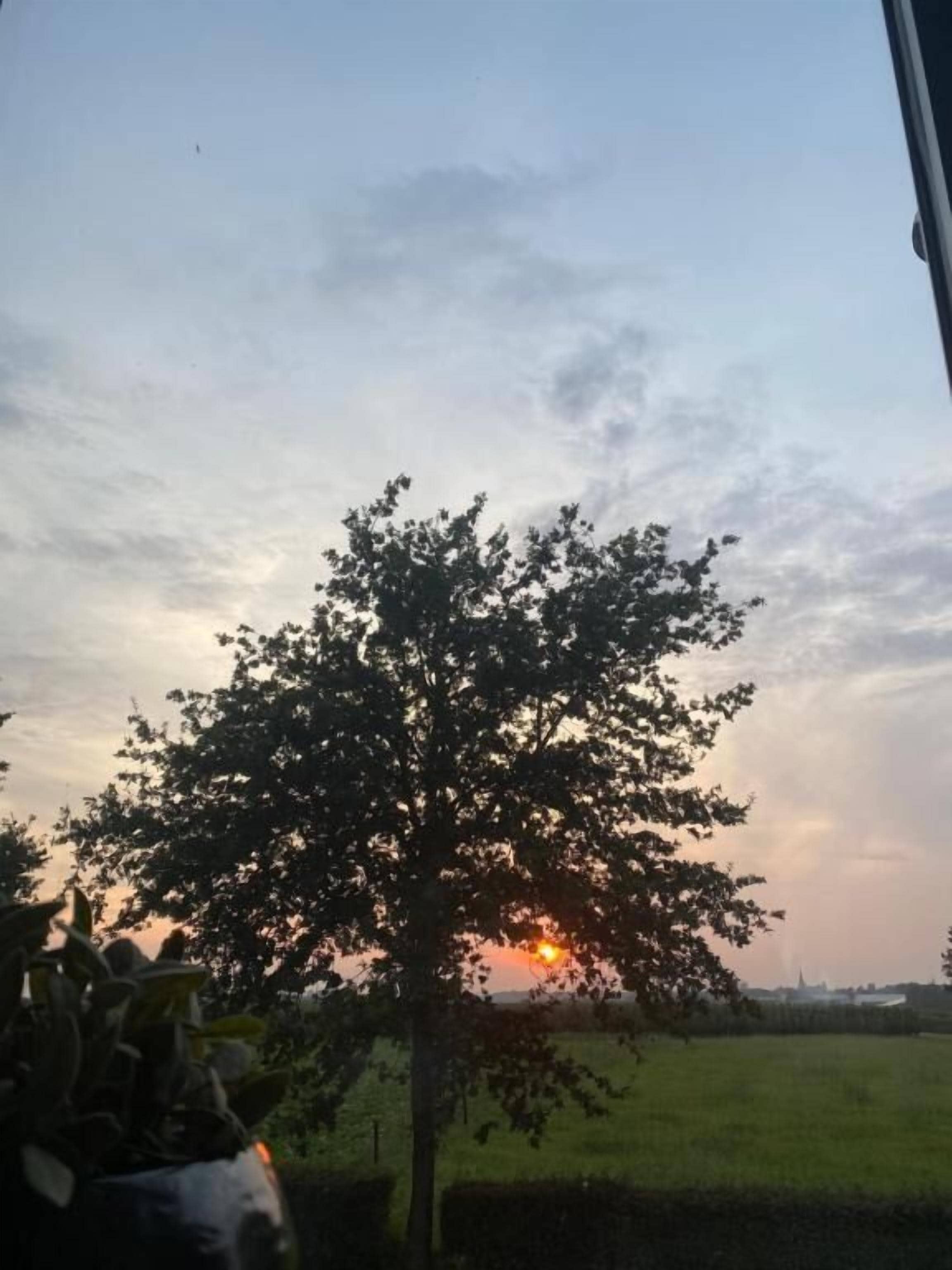 A tree with a clear sky and a sunset in the background.