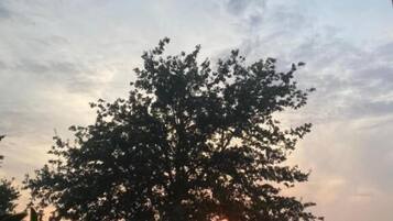 A tree with a clear sky and a sunset in the background.