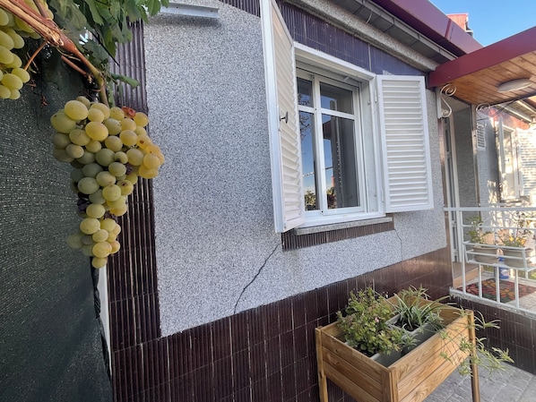 Un edificio con una ventana, una vid y una jardinera con plantas.