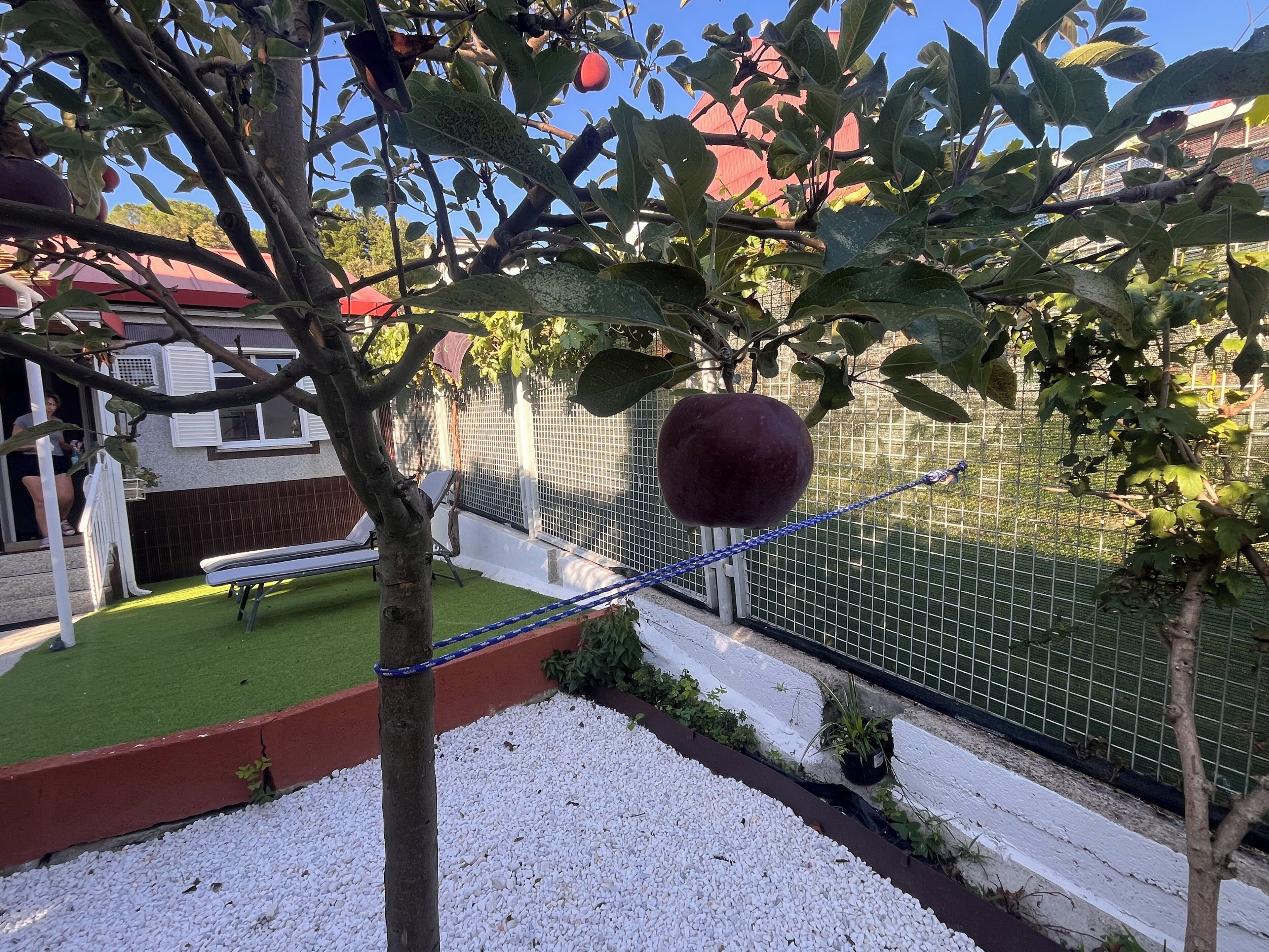 Ein Baum mit reifer Frucht, ein weißer Zaun und ein Haus im Hintergrund.
