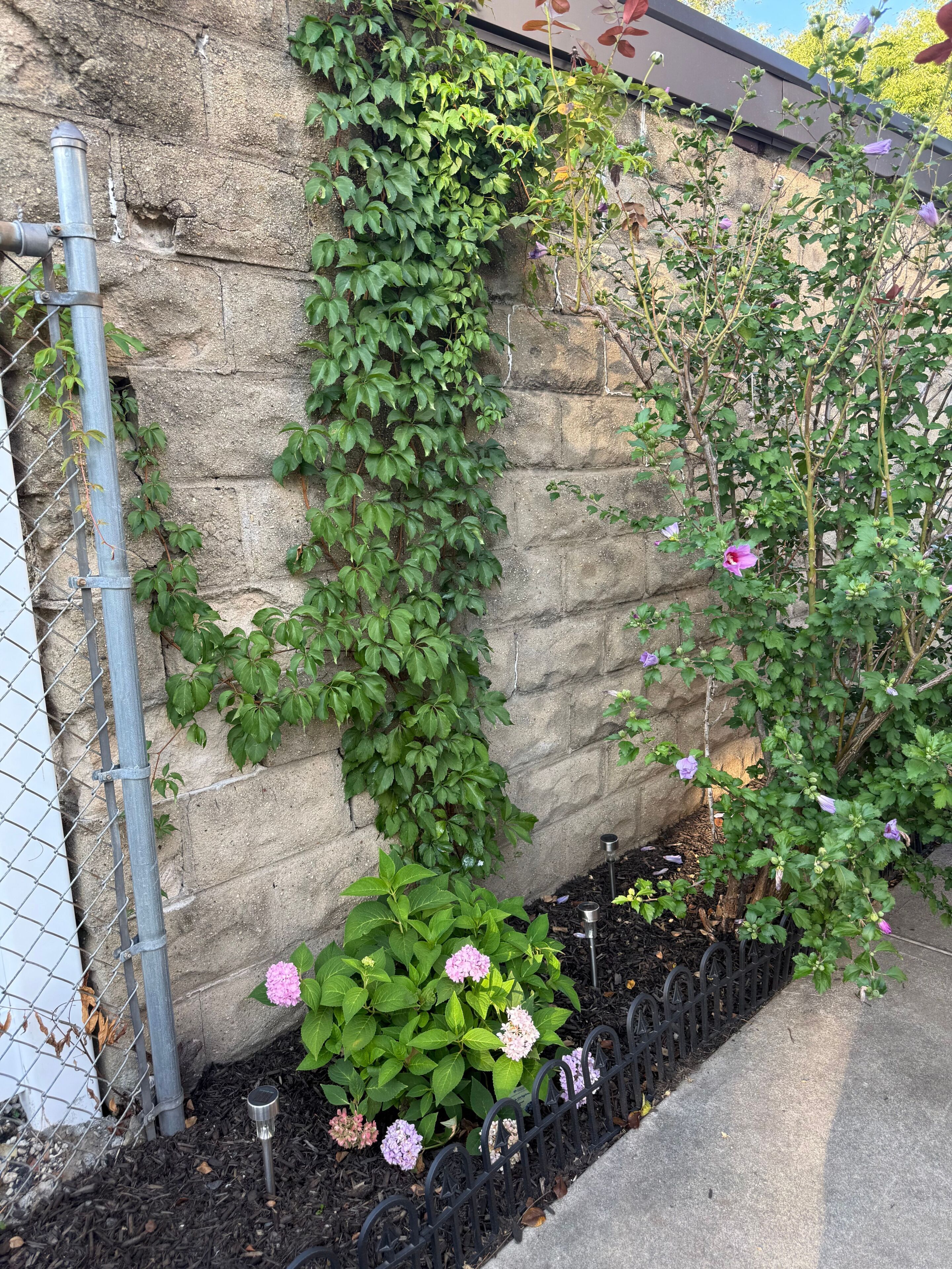 Een stenen muur met klimplanten en bloemen, een metalen hek en een zwart metalen leuning.