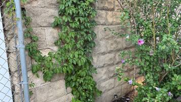 Een stenen muur met klimplanten en bloemen, een metalen hek en een zwart metalen leuning.