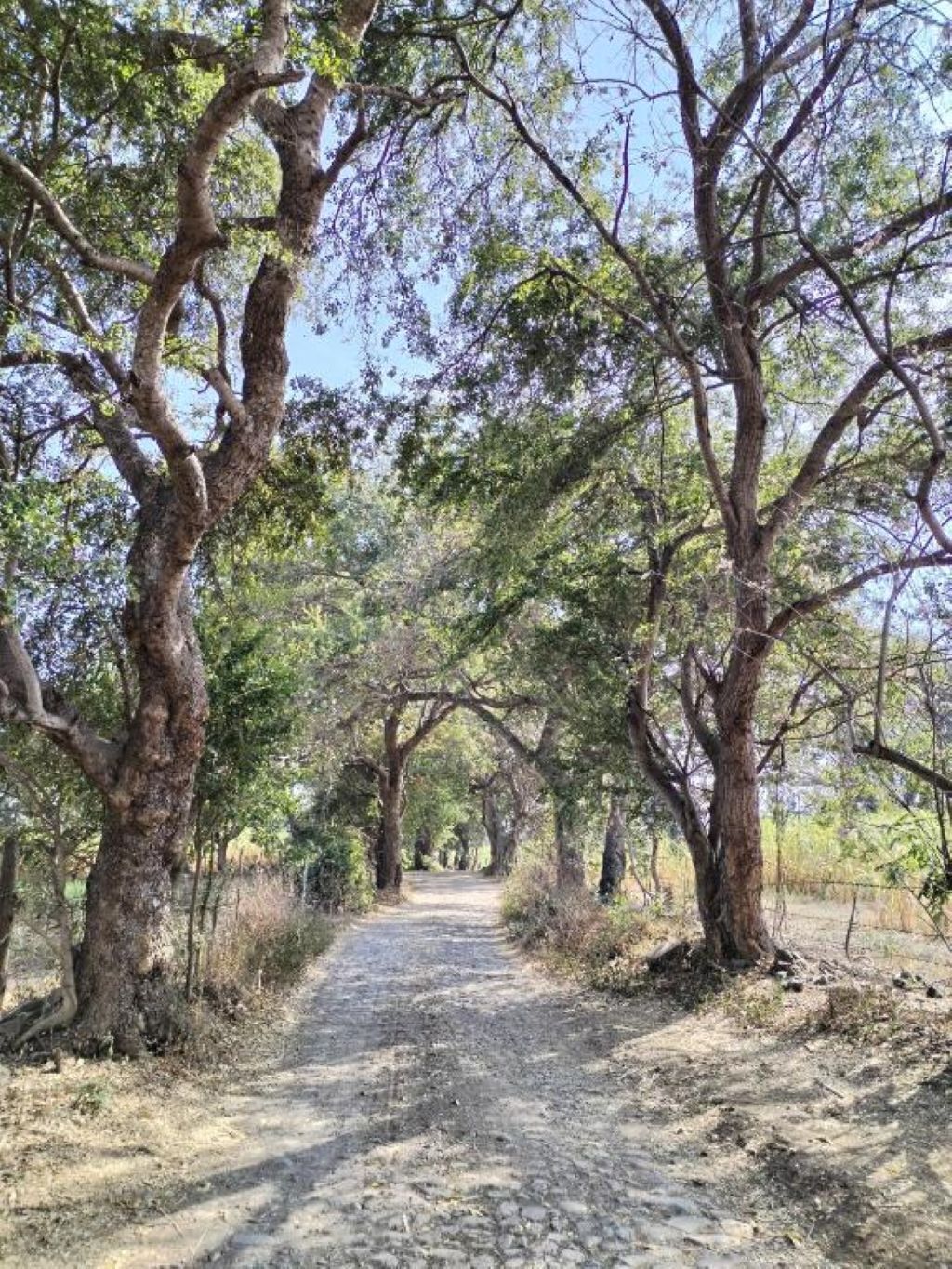 Uma trilha de terra cercada por árvores em um ambiente natural.