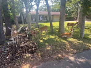 A residential area with a house, trees, and a deer in the yard.