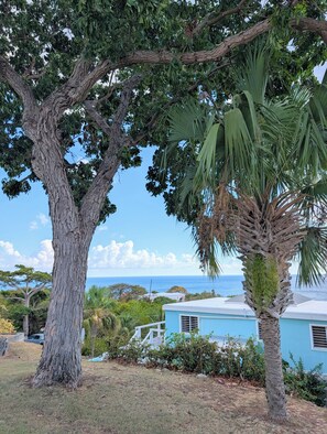 A tree-lined view with a clear sky and a distant view of the ocean.