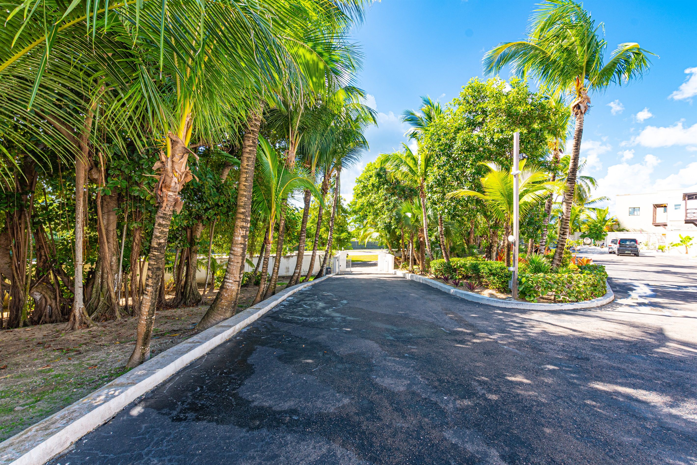 A paved road lined with palm trees and a building in the distance.
