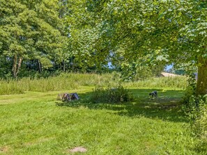 Eine Wiese mit Bäumen und einem Zelt.