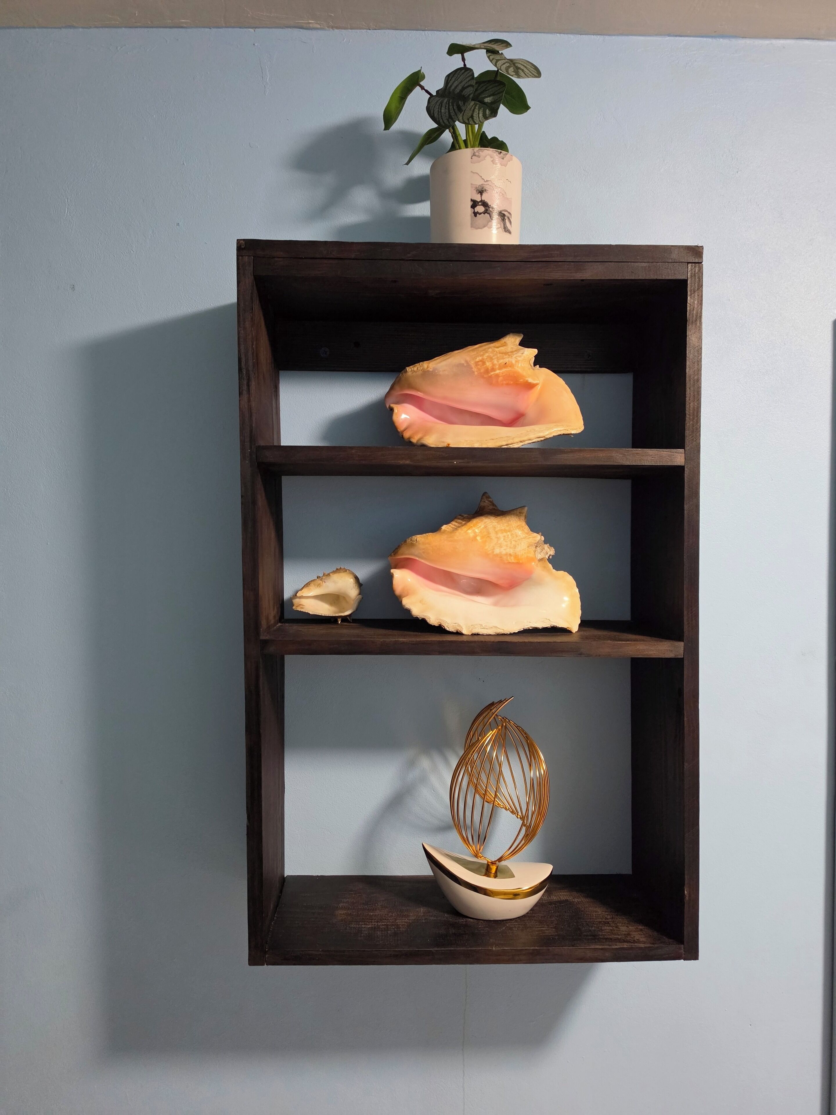 Een houten plank met drie vakken; het bovenste vak bevat een bloempot, het middelste toont schelpen, en het onderste heeft een decoratief metalen object.