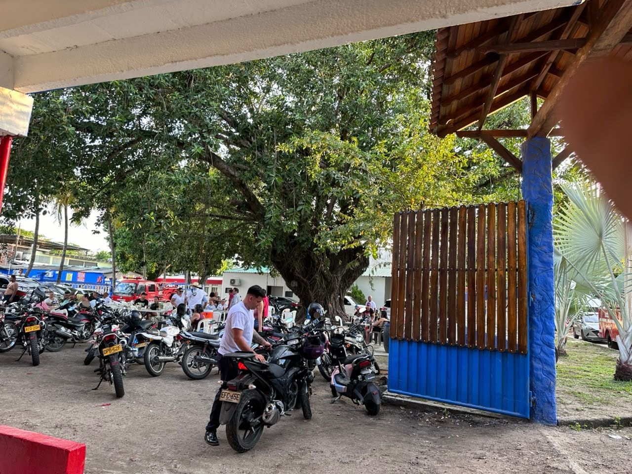 Un área de estacionamiento con varias motocicletas y un árbol grande.