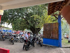 Un área de estacionamiento con varias motocicletas y un árbol grande.