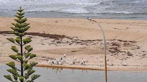 A beach with a large tree in the foreground and a group of birds on the sand. - Azure 25 - Wake up to the Ocean (The Entrance)