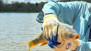 A person holding a fish by a body of water.