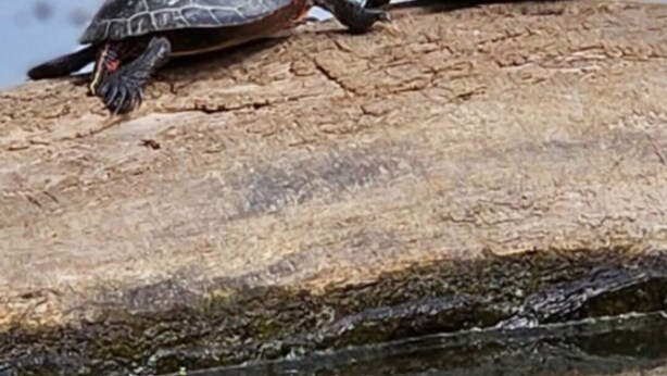 Two turtles on a log over water.