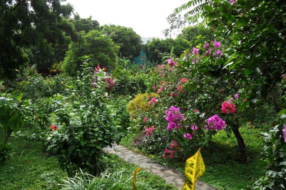 Un jardín con un sendero de piedra rodeado de abundante follaje y plantas florecientes.