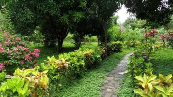 Un chemin de pierres serpente à travers un jardin luxuriant, où poussent différentes espèces de plantes et d’arbres.