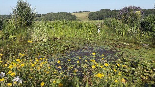 Eine natürliche Landschaft mit Teich, umgeben von vielfältiger Vegetation und einer entfernten Hügelkette.