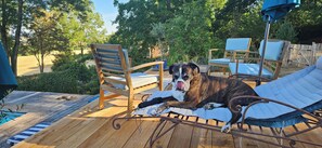 A dog lying on a lounge chair on a wooden deck with a pool in the background. - A charming home in the heart of the Perche region, blending nature, elegance, and authenticity. (Arcisses)