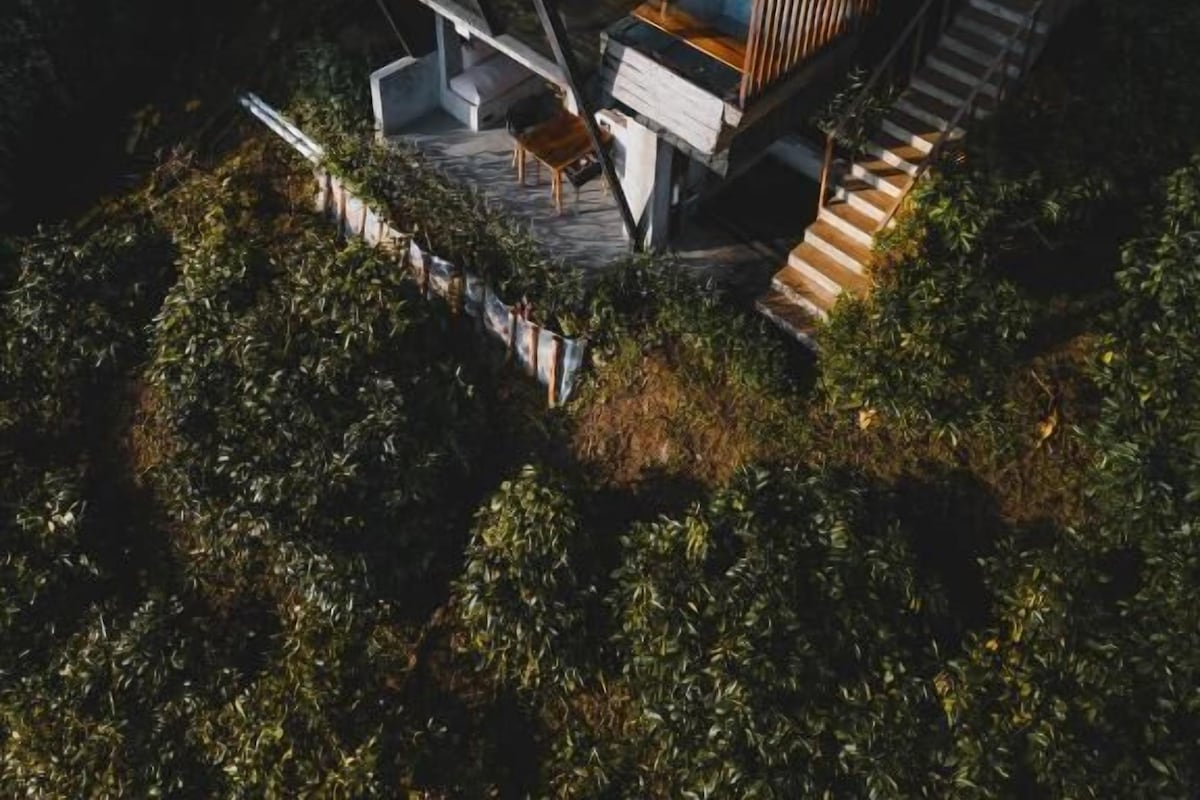 Una casa moderna y elevada con fachada de vidrio, rodeada de vegetación densa.