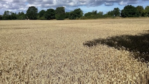 A vast field of mature wheat under a partly cloudy sky. - 6 Person Holiday Home in Stokkemarke (Stokkemarke)