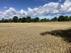 A vast field of mature wheat under a partly cloudy sky. - 6 Person Holiday Home in Stokkemarke (Stokkemarke)
