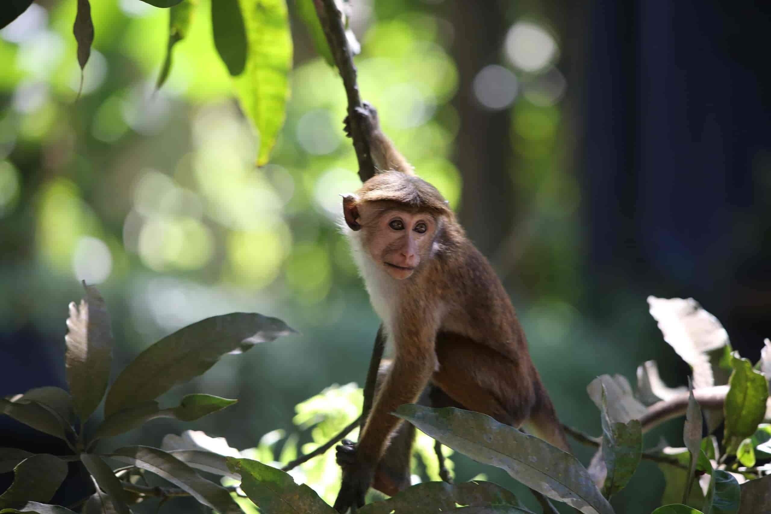 A monkey in a natural setting with dense foliage.