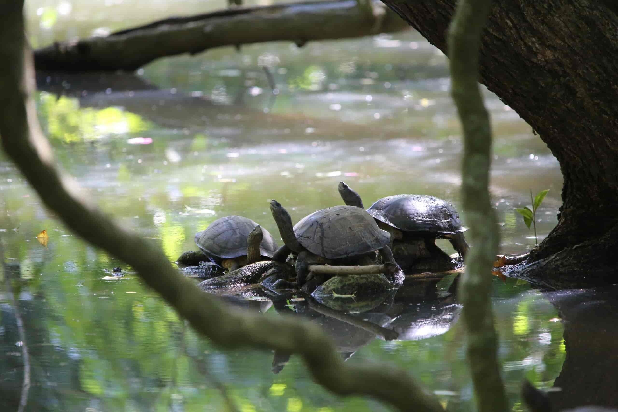 Un grupo de tortugas en un entorno acuático natural con árboles.