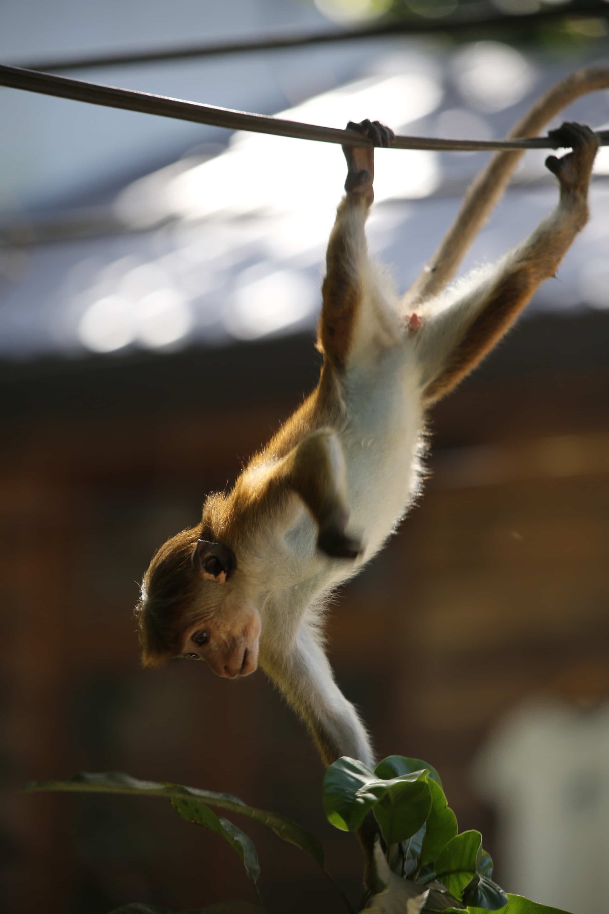 A monkey hanging from a horizontal bar.
