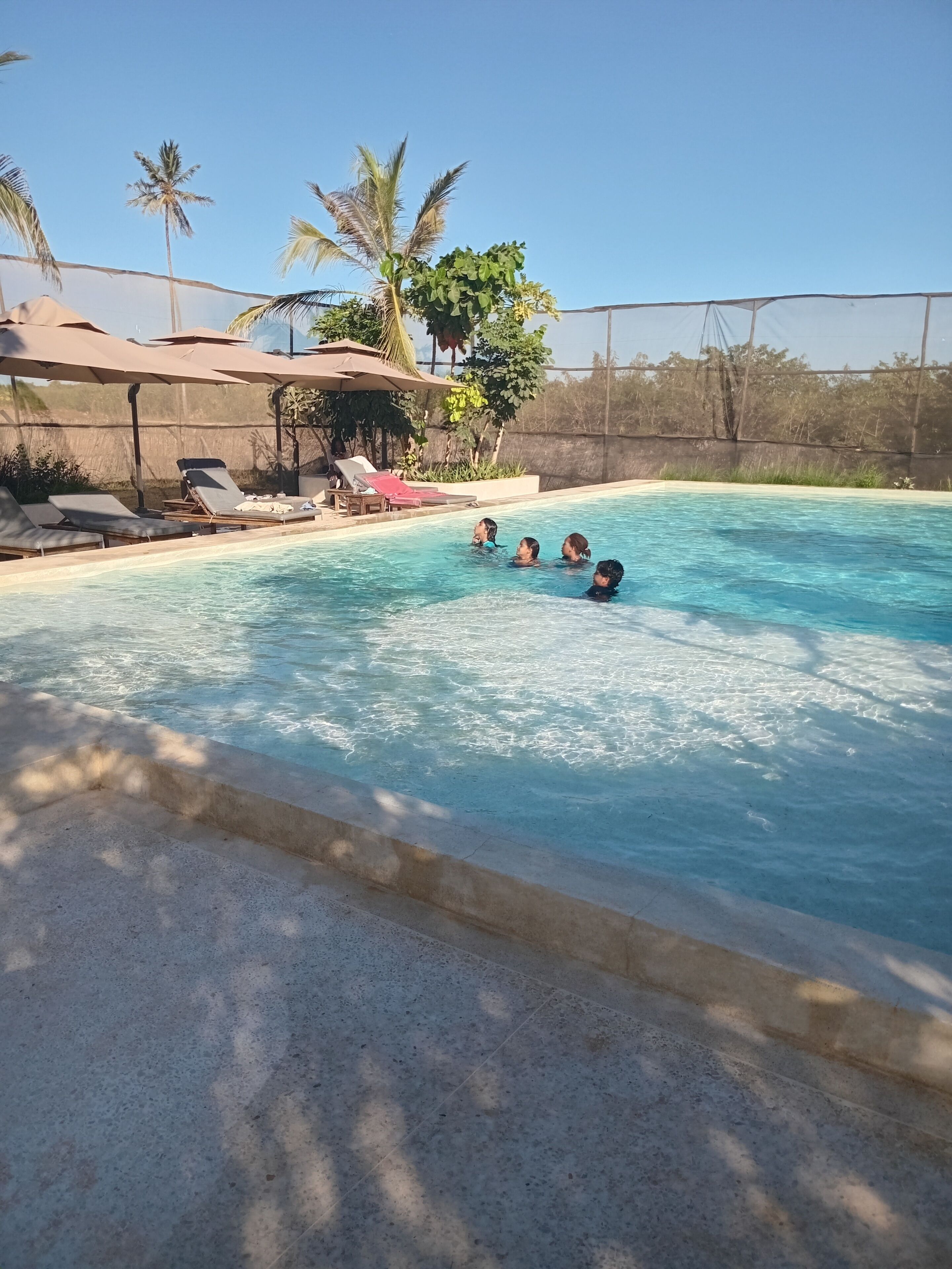 A swimming pool with lounge chairs and umbrellas, surrounded by palm trees and a fence.