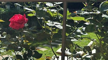 A rose bush with multiple blooms, a metal trellis, and a grassy background with trees.