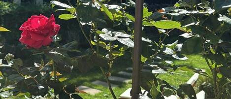 A rose bush with multiple blooms, a metal trellis, and a grassy background with trees.