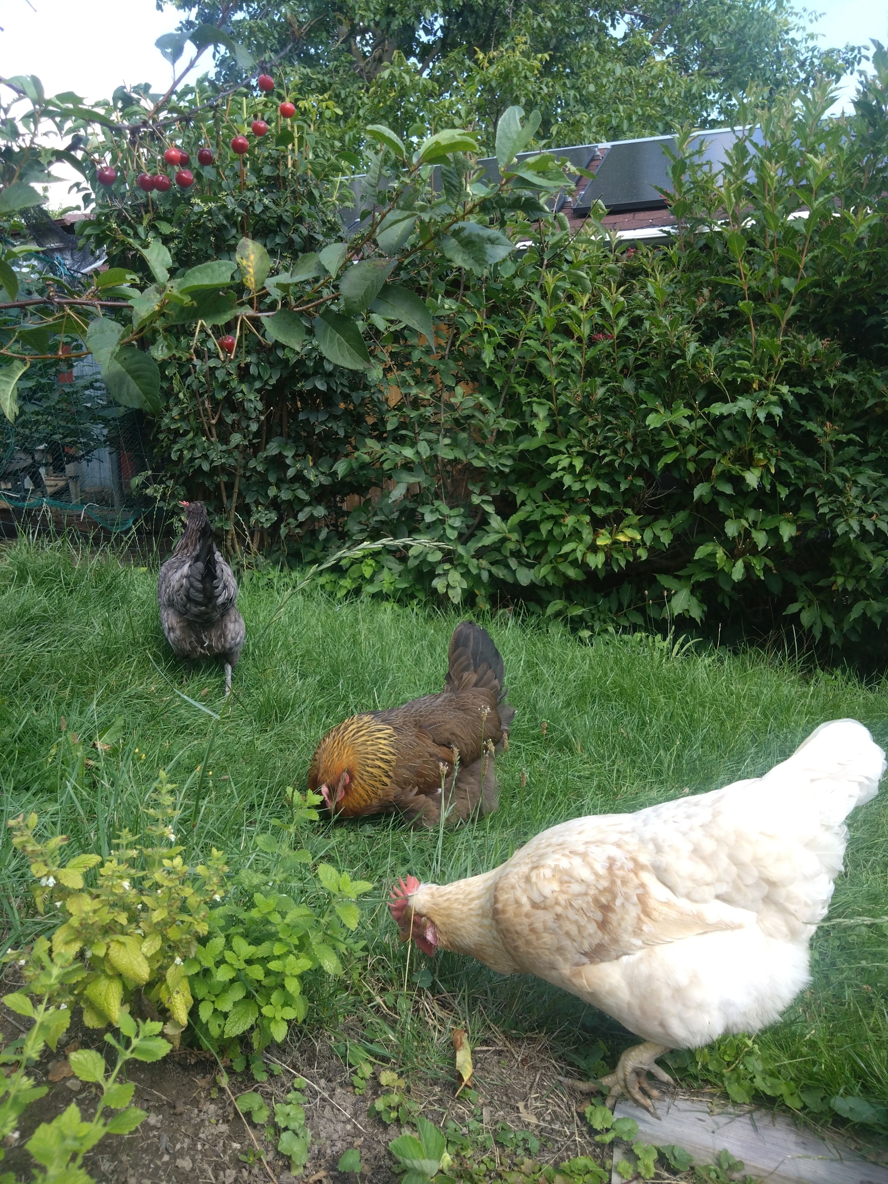 Een tuin met kippen, groen gras en diverse planten.