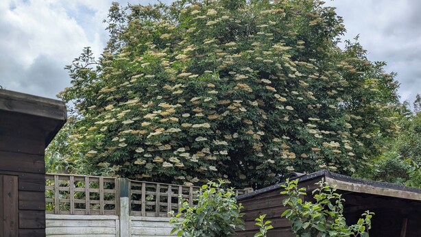Ein Holzzaun, ein kleiner Baum und ein großer Strauch mit weißen Blüten.